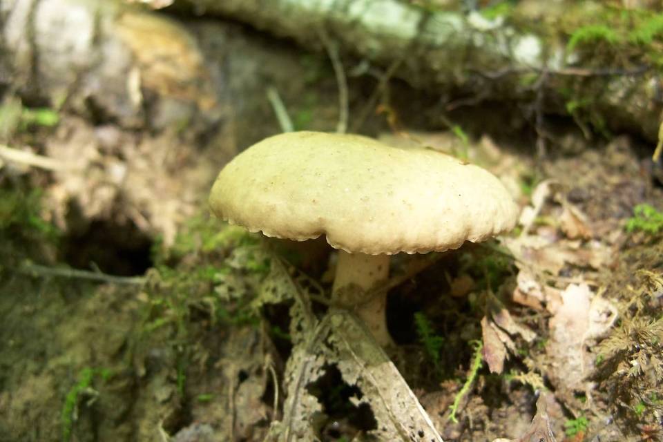 Lactarius sumstinei image