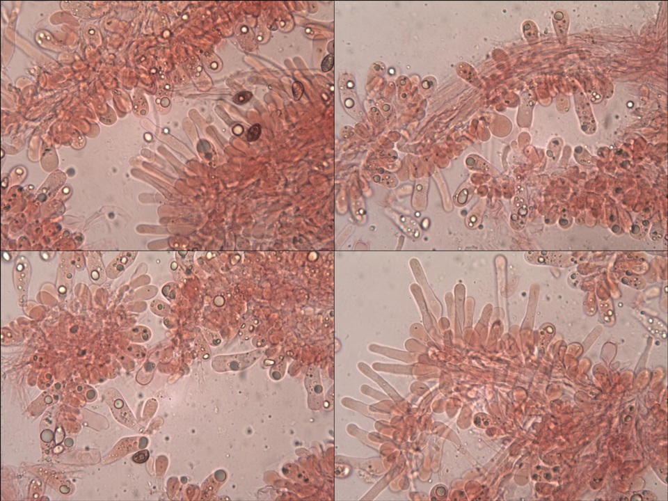Hebeloma sinapizans image