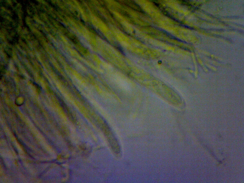 Cudoniella clavus image