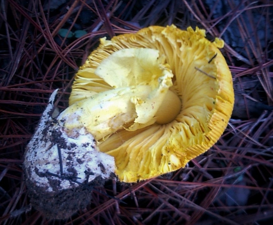 Amanita hemibapha image