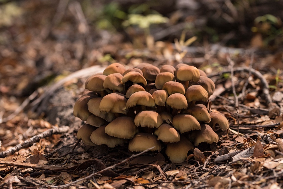 Hypholoma frowardii image