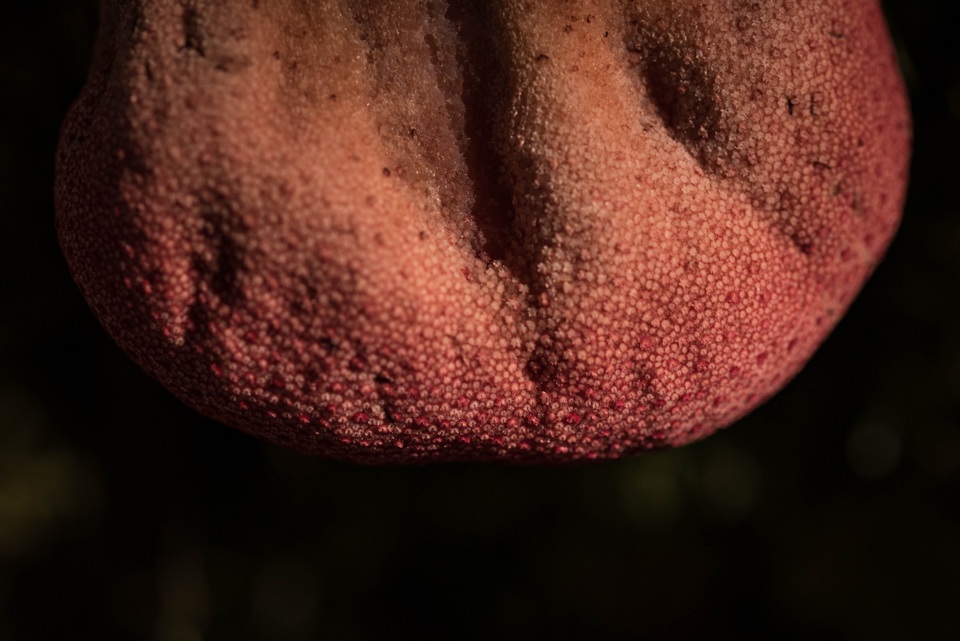 Fistulina antarctica image