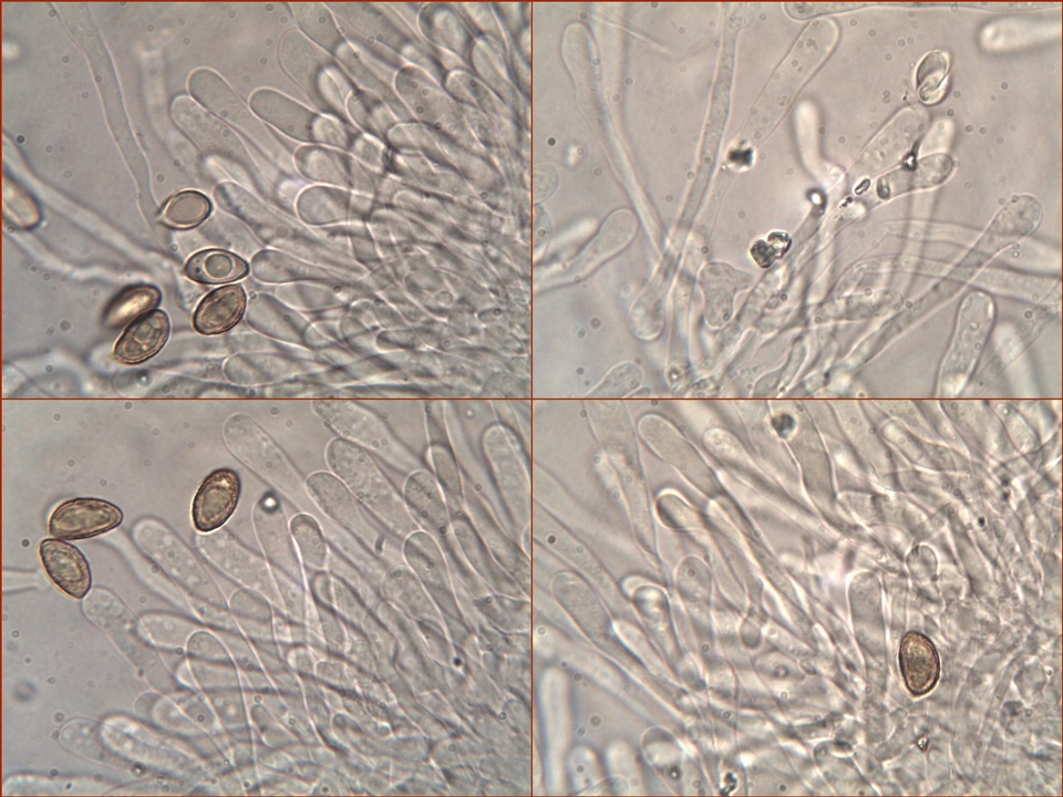 Hebeloma bulbiferum image