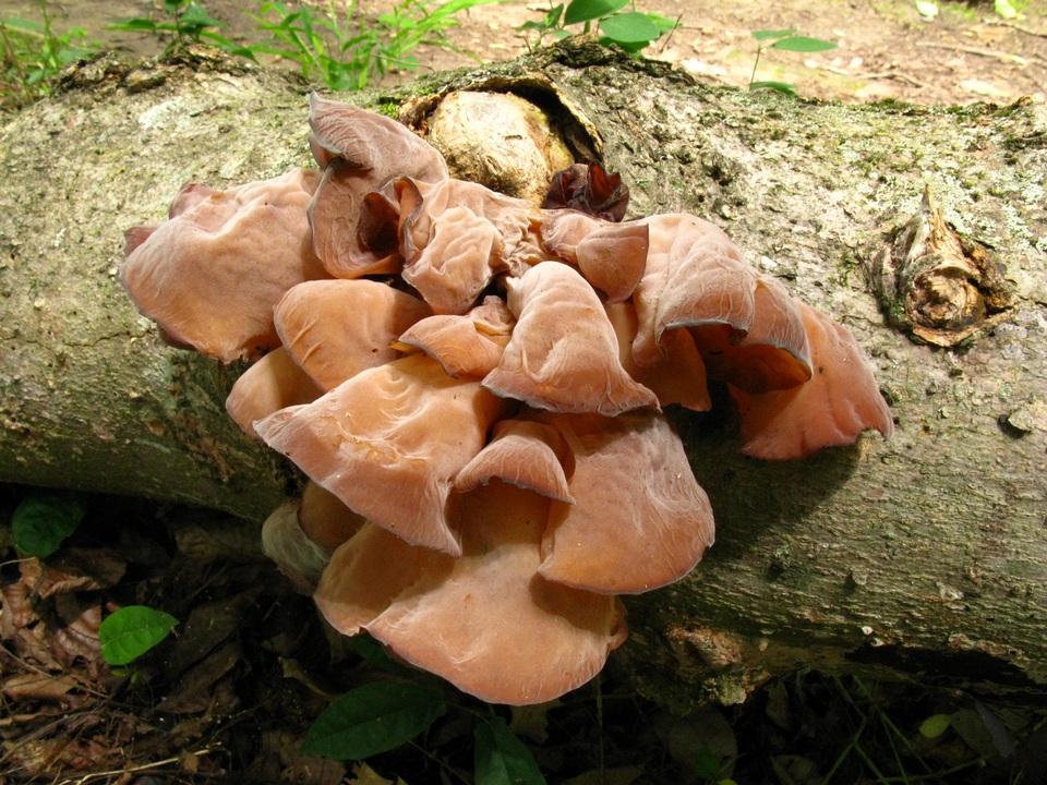Auricularia angiospermarum image