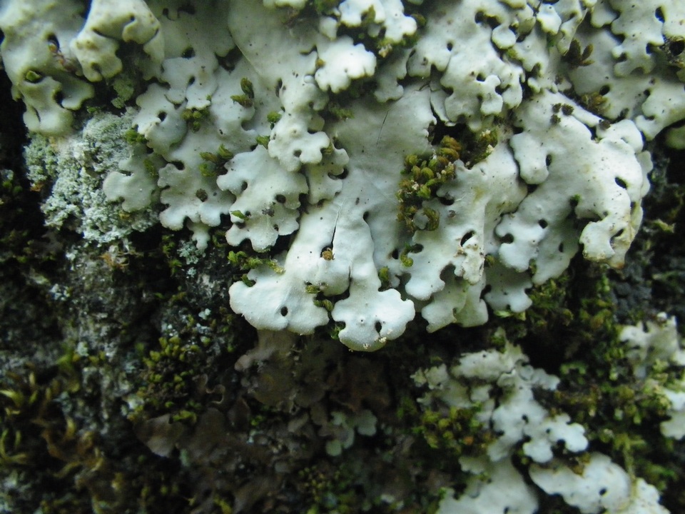 Lobaria amplissima image
