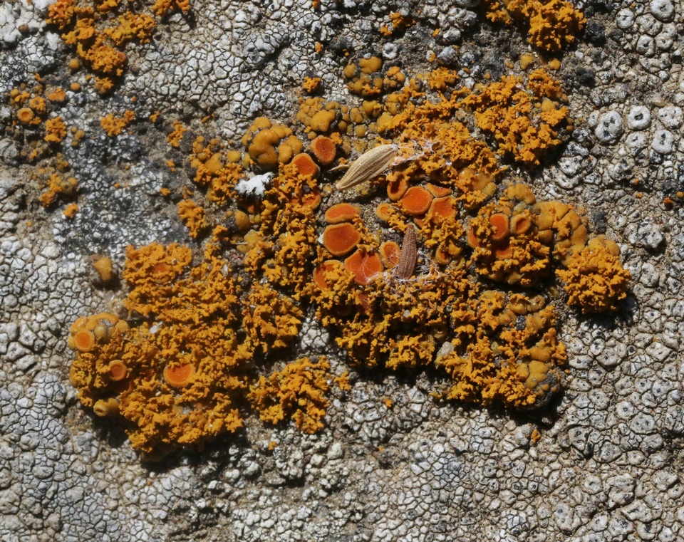 Xanthoria candelaria image