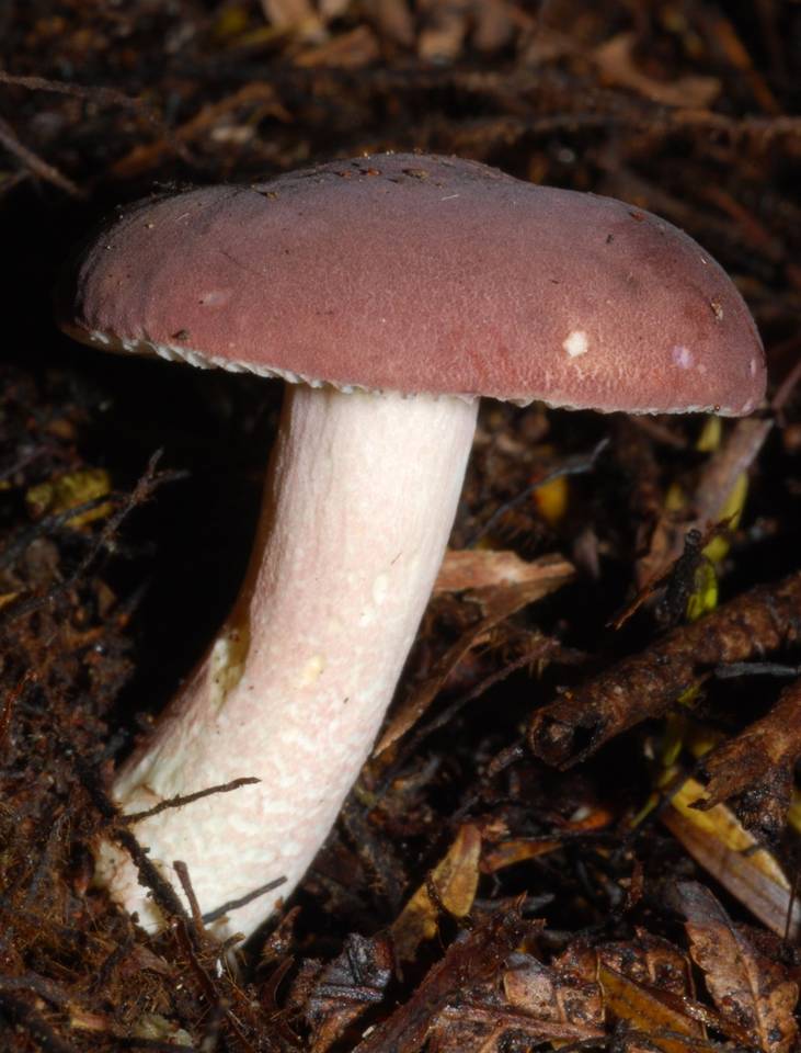 Russula macrocystidiata image