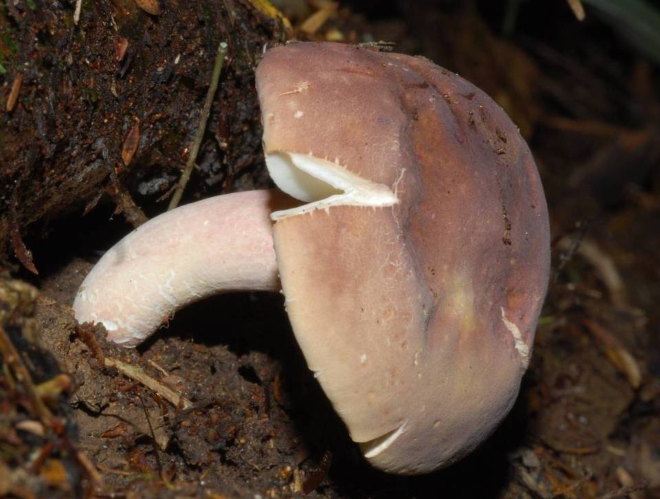 Russula macrocystidiata image