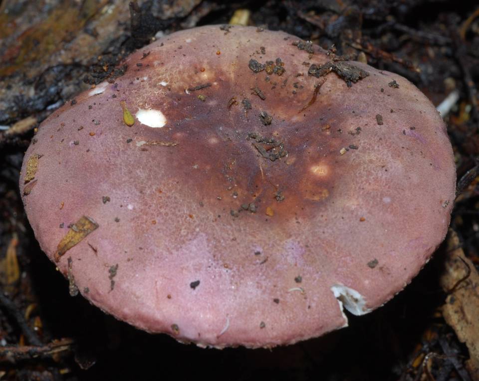 Russula macrocystidiata image