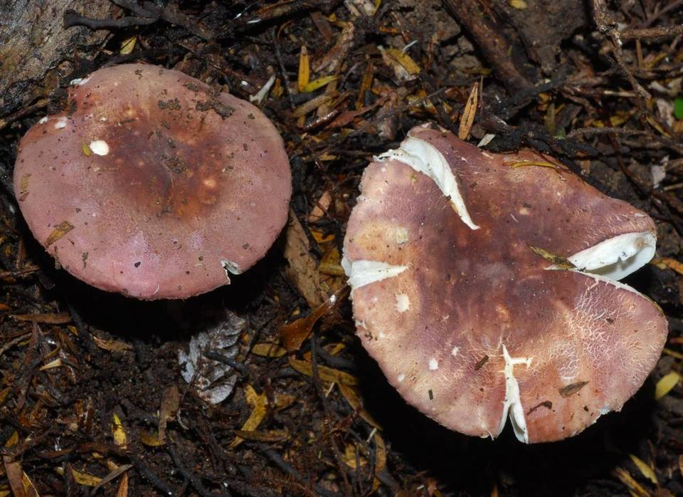 Russula macrocystidiata image