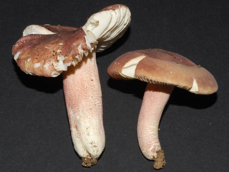 Russula macrocystidiata image