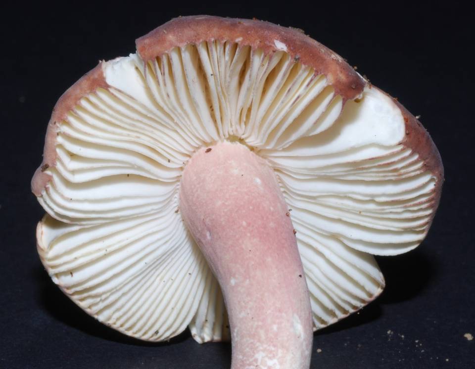 Russula macrocystidiata image