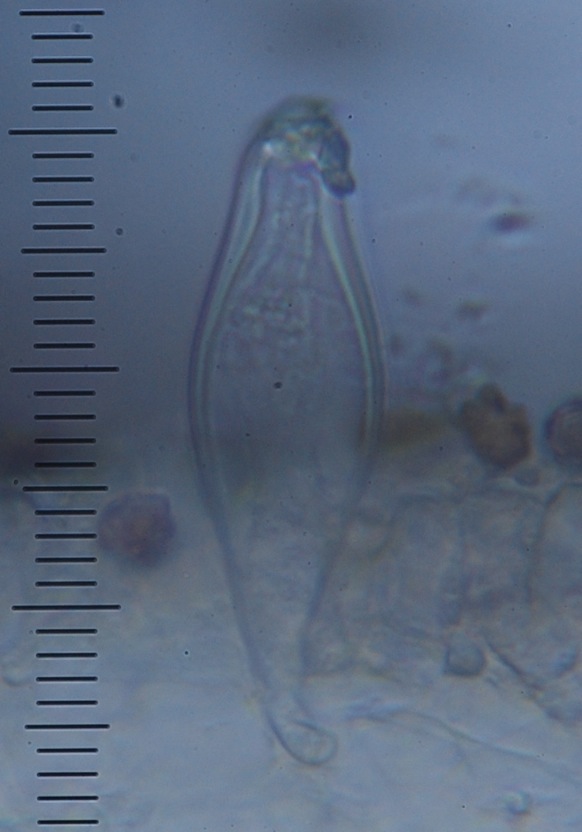 Astrosporina manukanea image