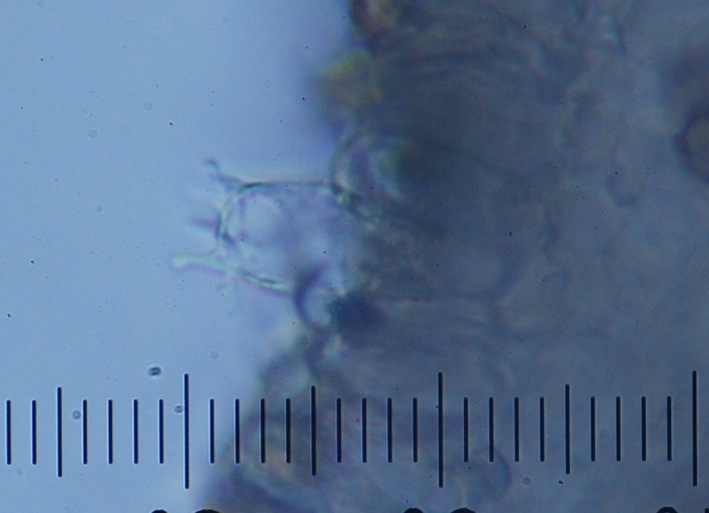 Astrosporina manukanea image