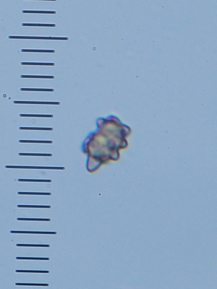 Astrosporina manukanea image