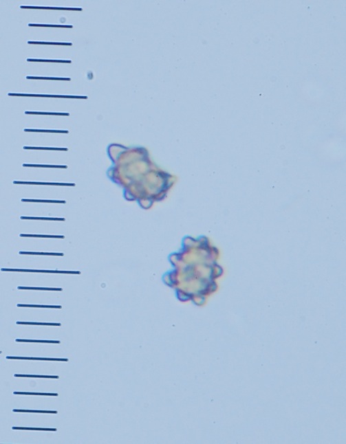 Astrosporina manukanea image
