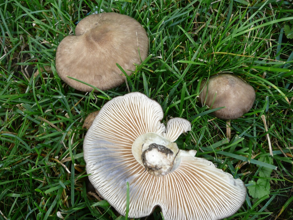 Lyophyllum caerulescens image