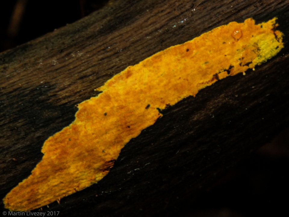 Hyphodiscus incrustatus image