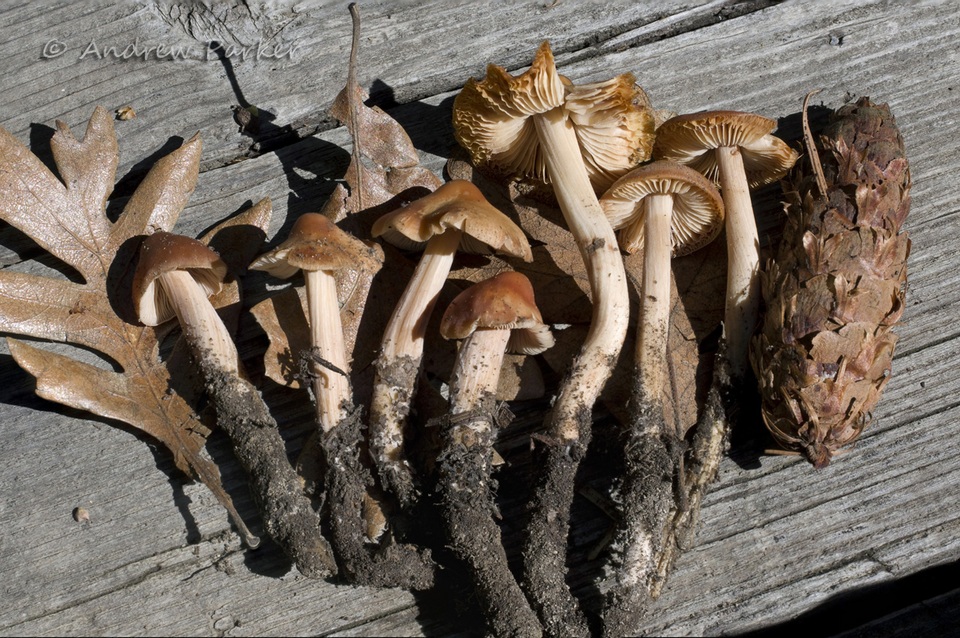 Caulorhiza hygrophoroides image