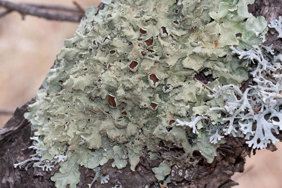 Flavopunctelia praesignis image