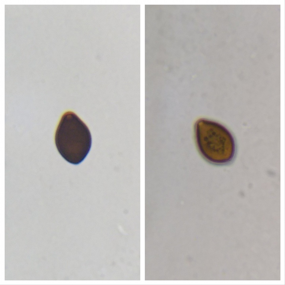 Panaeolus fimicola image