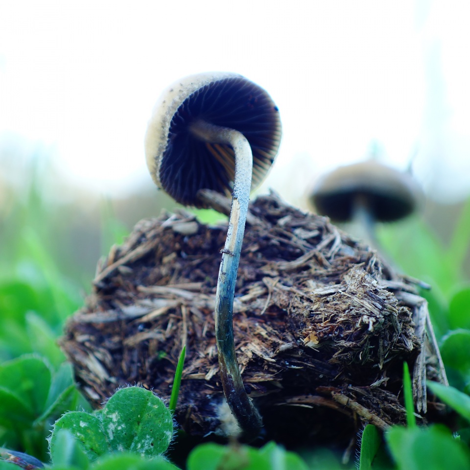 Psilocybe alutacea image