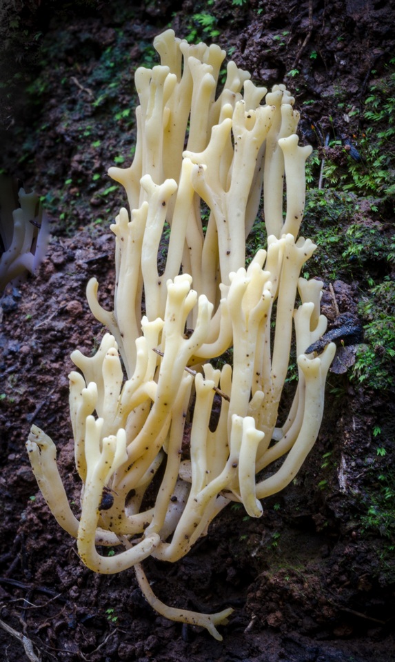 Clavulina subrugosa image