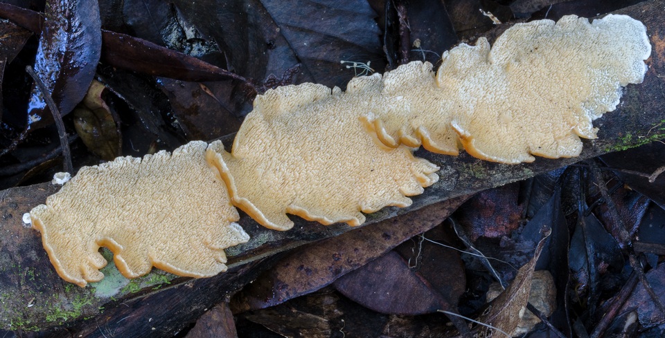 Cerrena zonata image