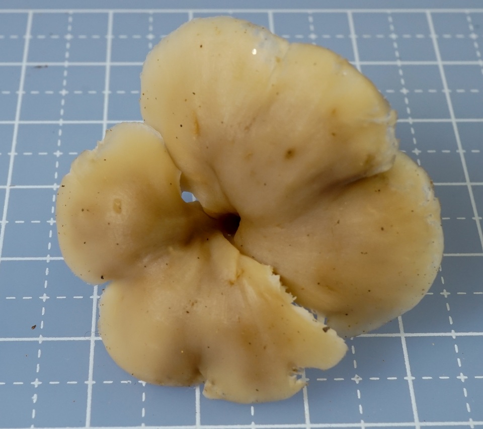 Lentinellus subaustralis image