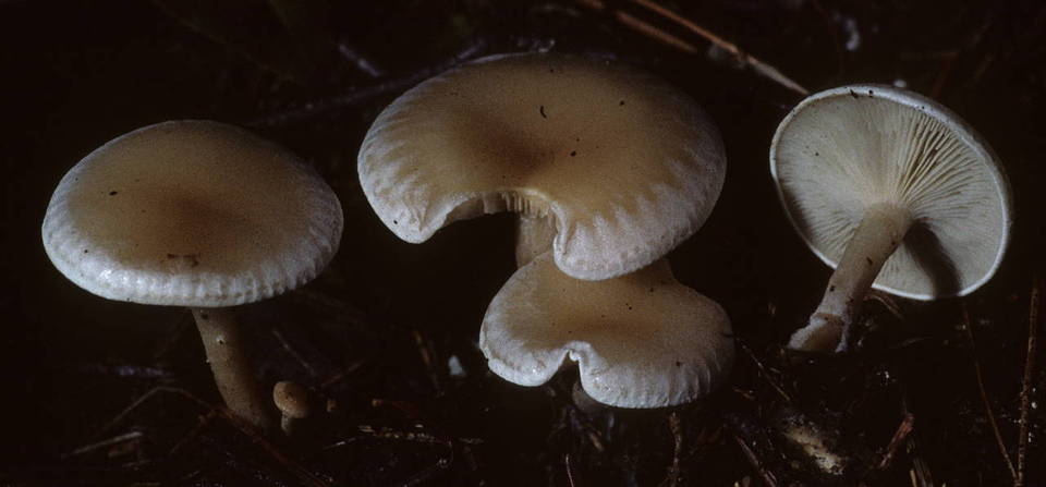 Leucocybe candicans image