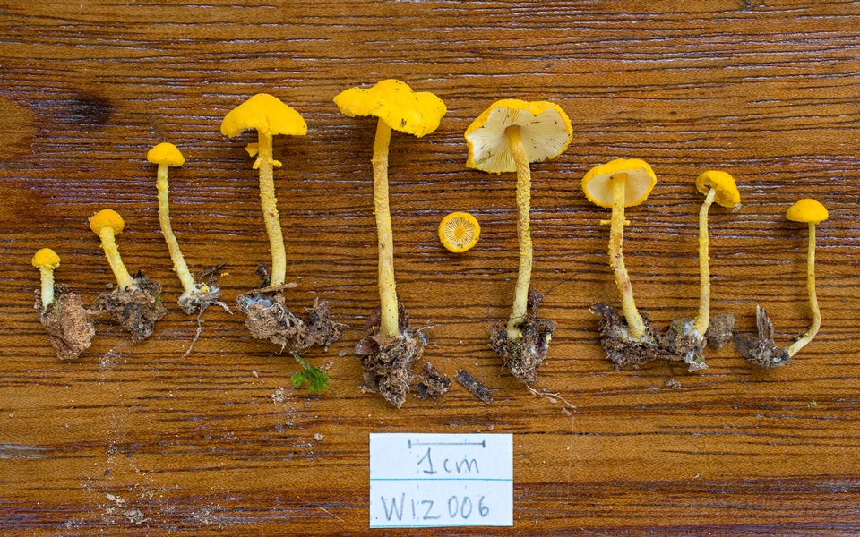 Cystolepiota luteohemisphaerica image
