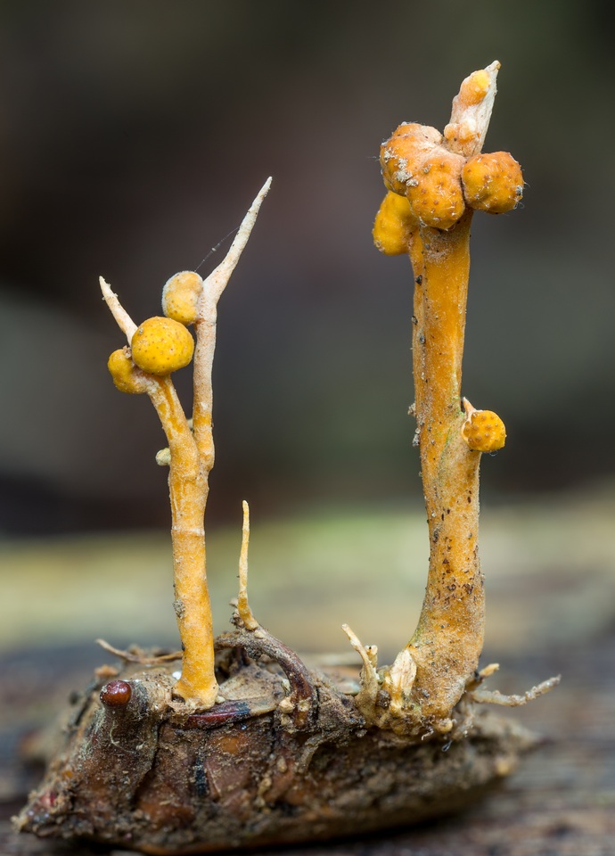Ophiocordyceps pentatomae image
