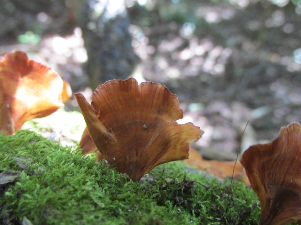 Podoscypha parvula image