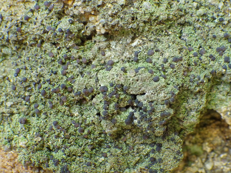 Micarea lignaria var. lignaria image