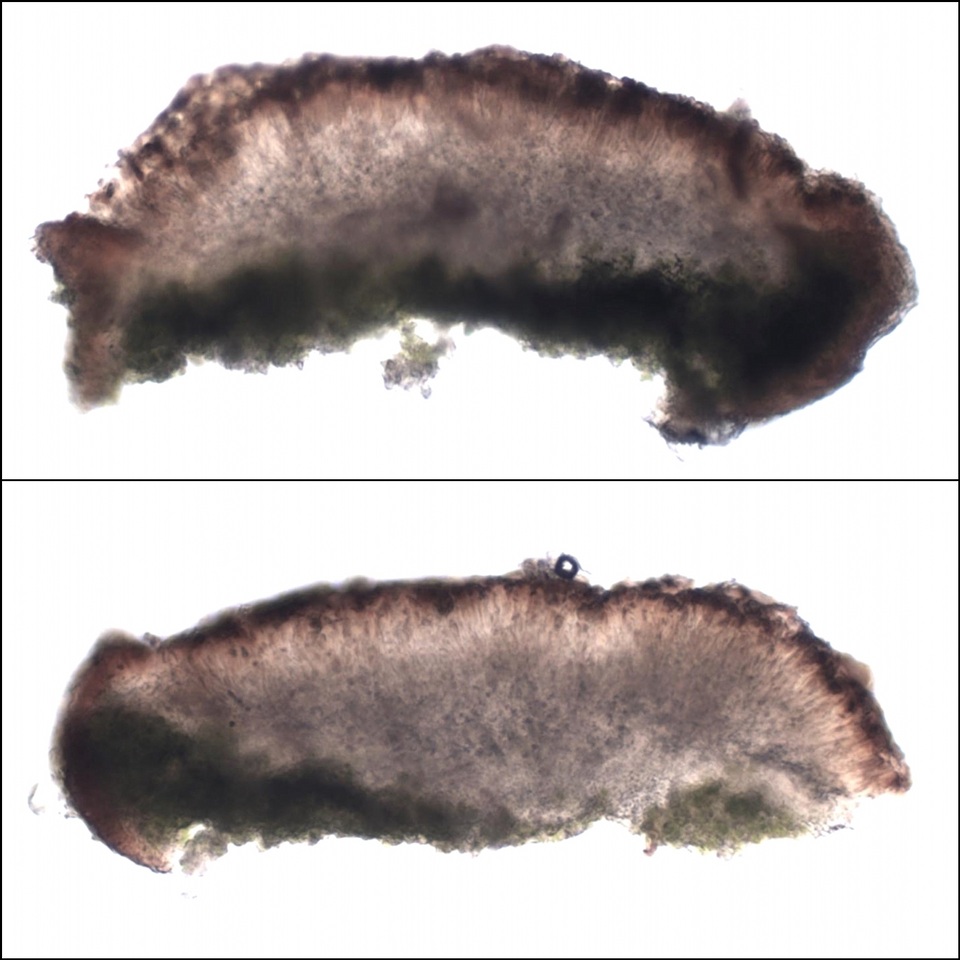 Lecania aipospila image