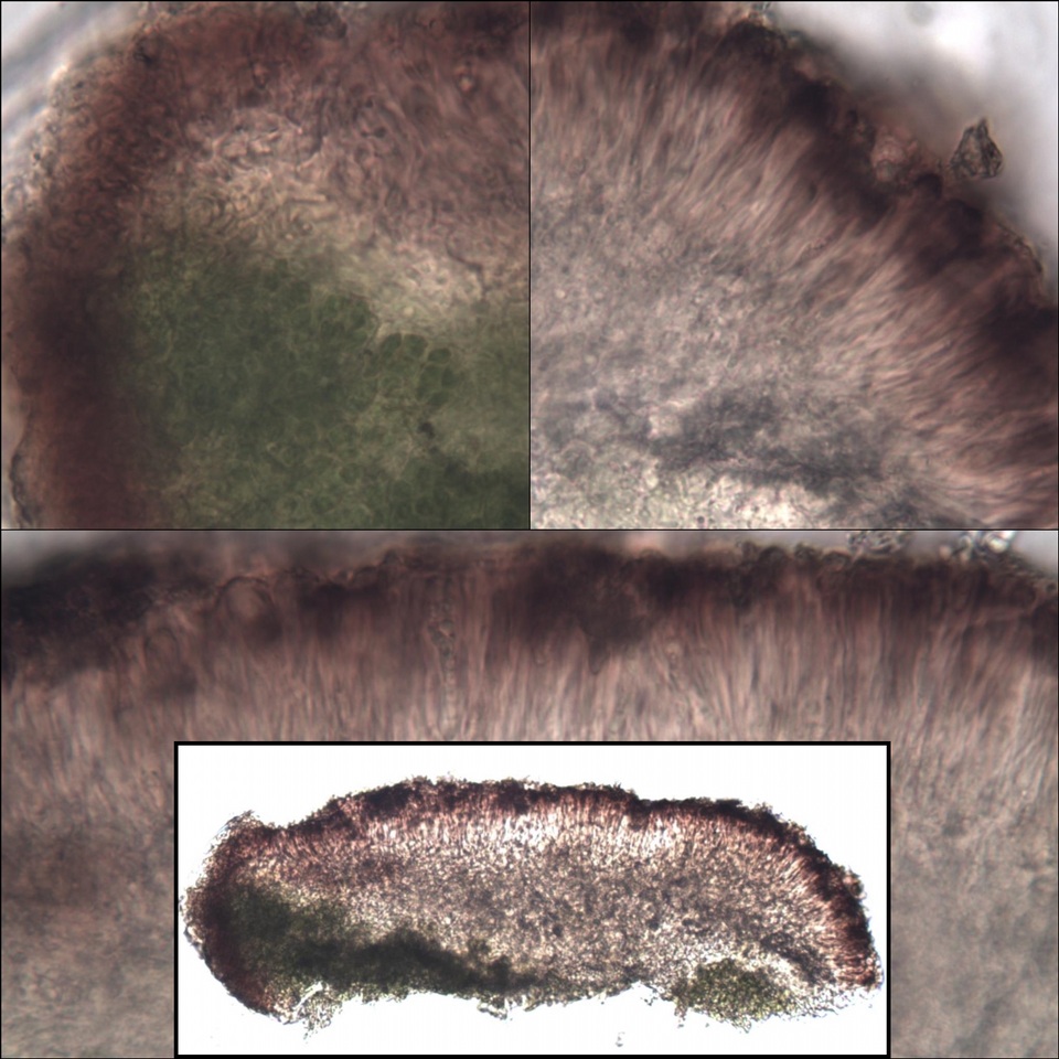 Lecania aipospila image