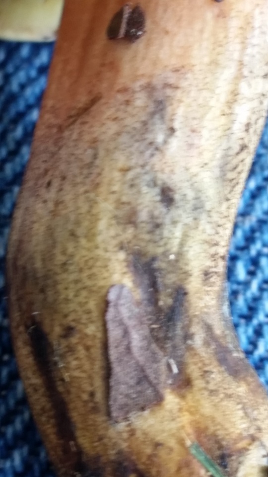 Lanmaoa pseudosensibilis image