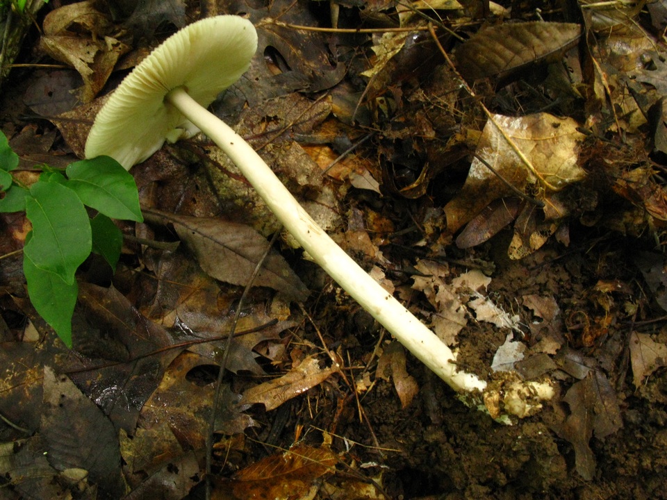 Amanita sect. Vaginatae image