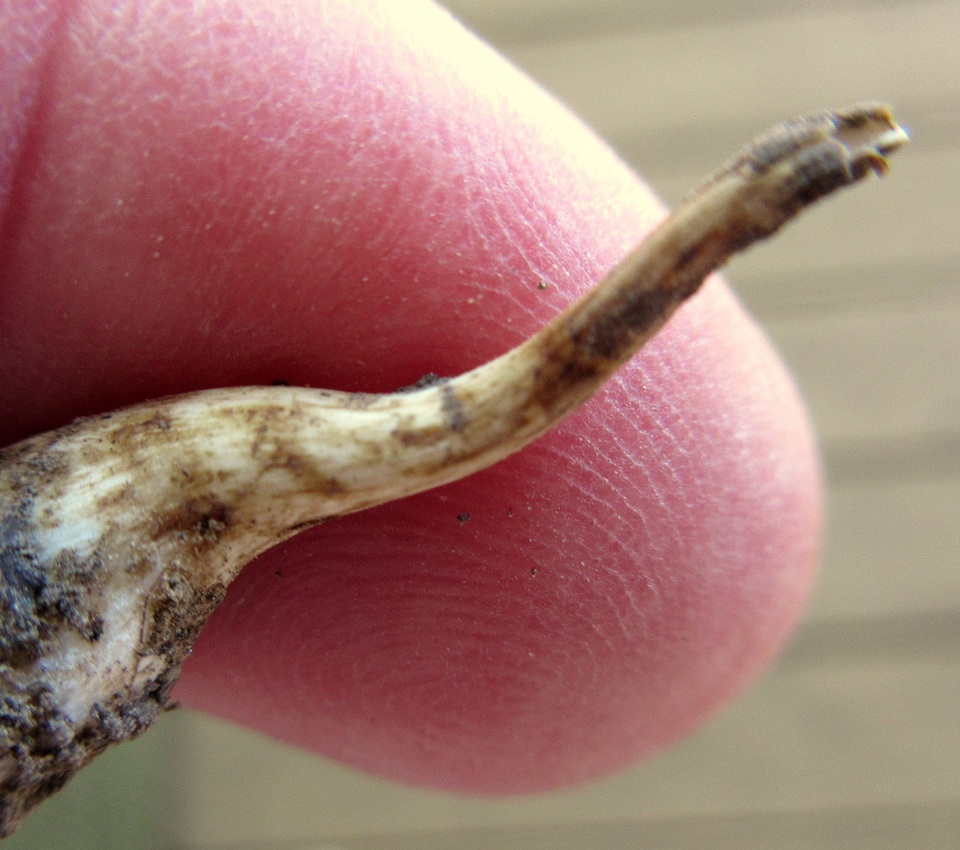 Oudemansiella furfuracea image