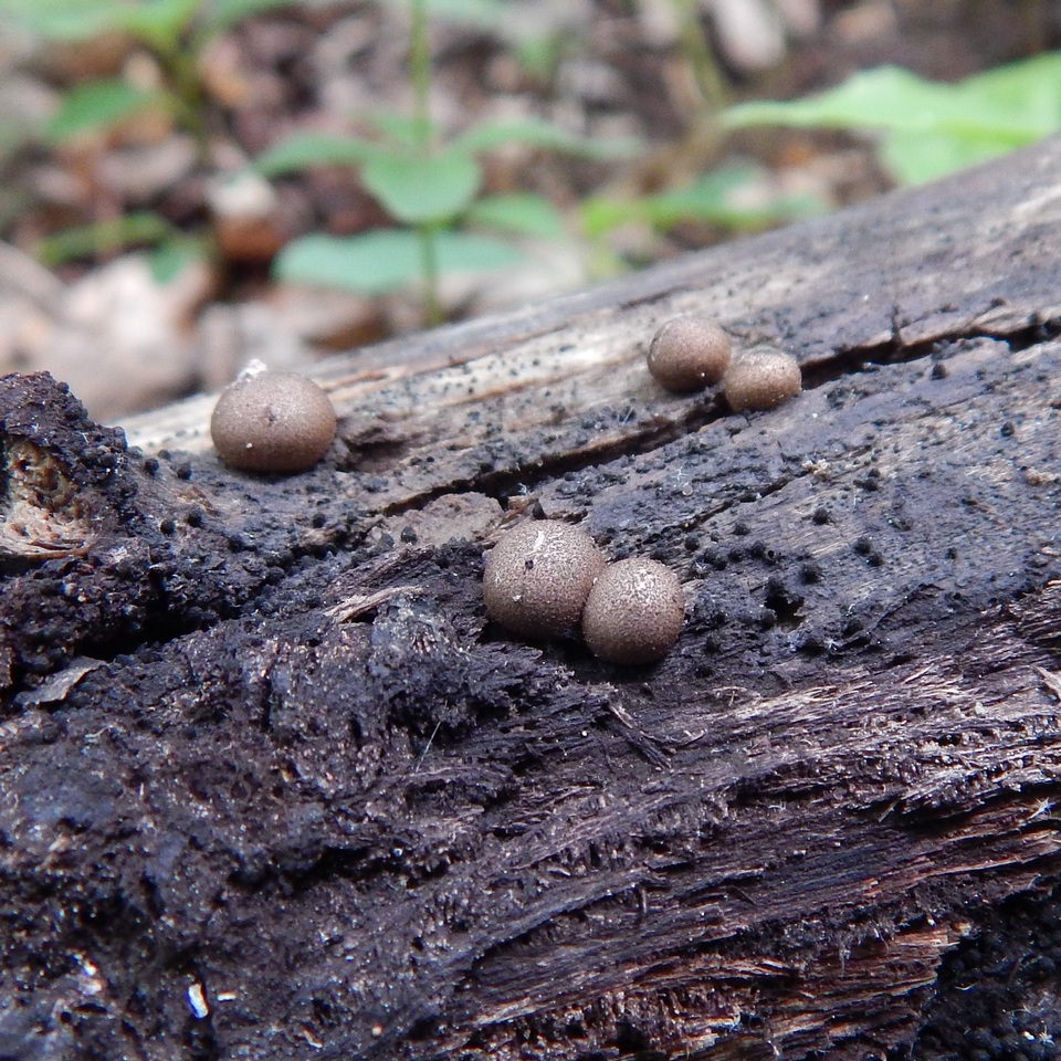 Lycogala epidendrum image