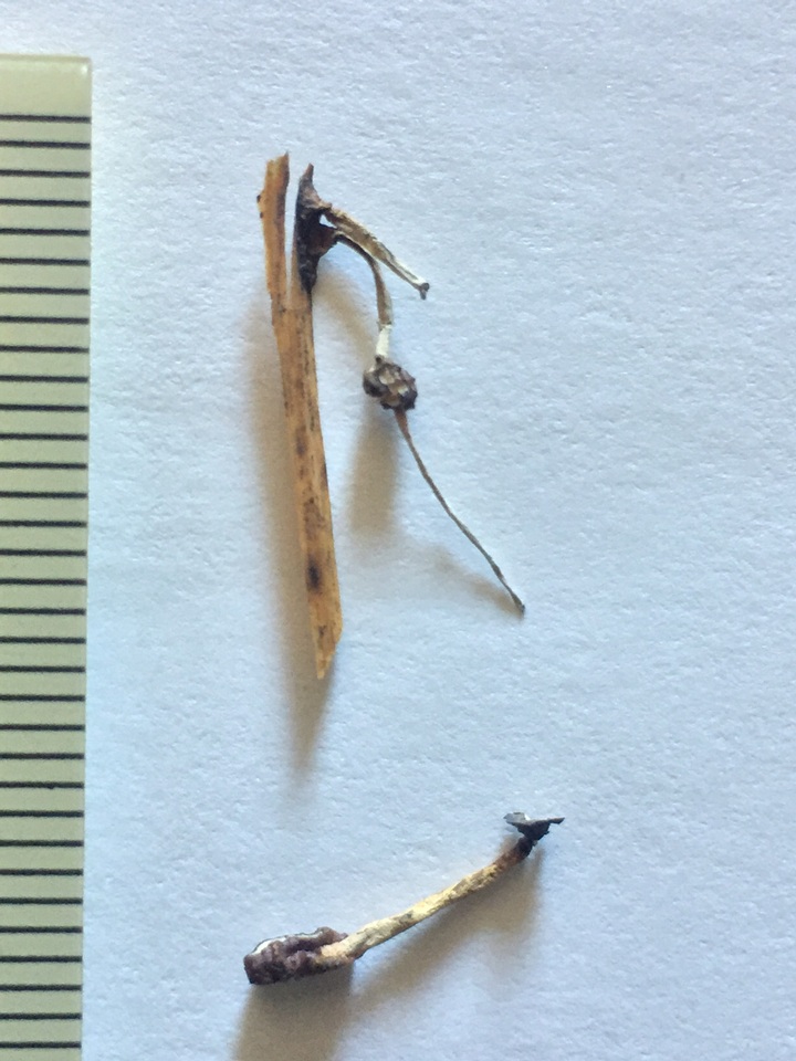 Xylaria axifera image