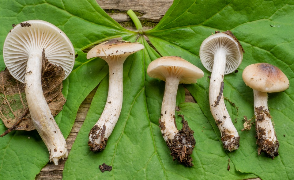Hygrophorus vernalis image