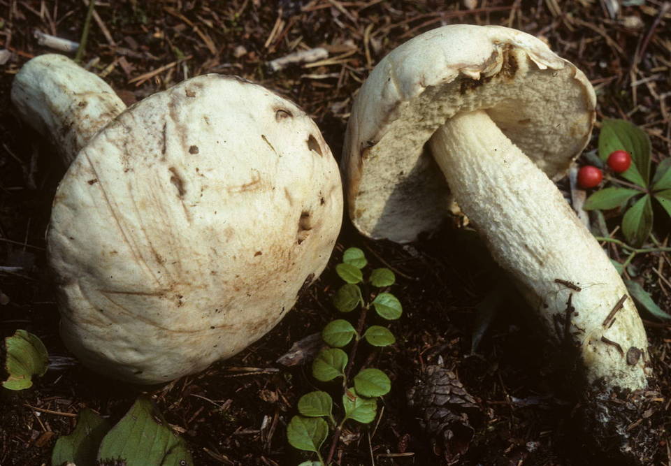 Leccinum insolens var. brunneomaculatum image
