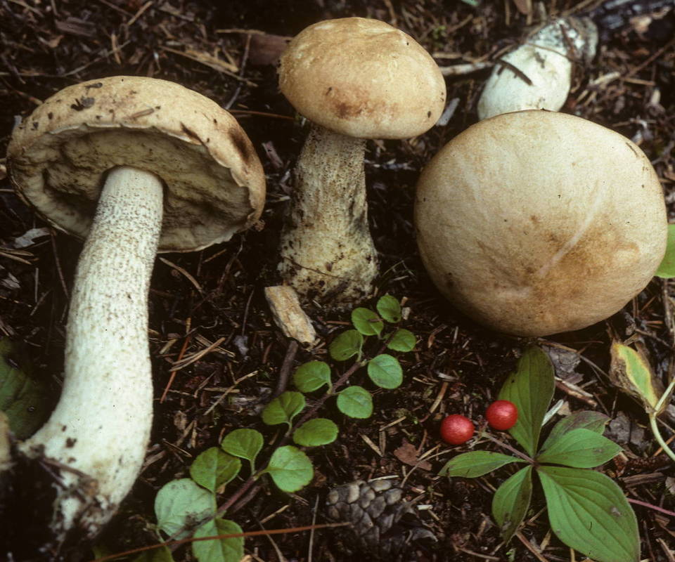 Leccinum areolatum image