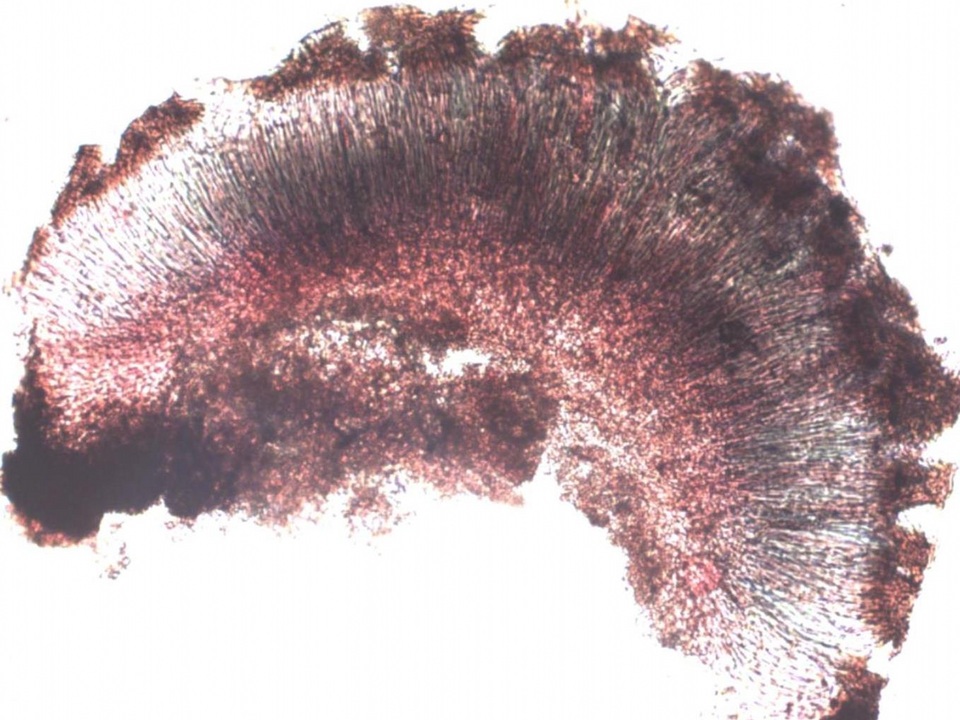 Sarcogyne fallax image