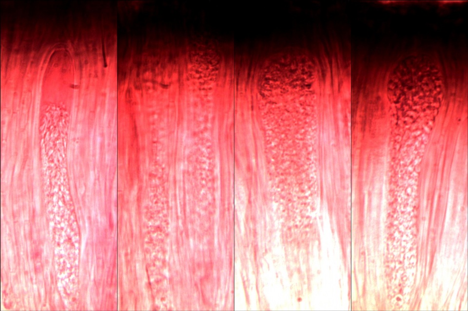 Sarcogyne fallax image