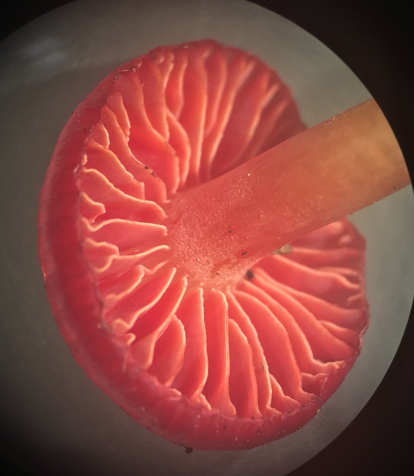 Hygrocybe occidentalis var. scarletina image