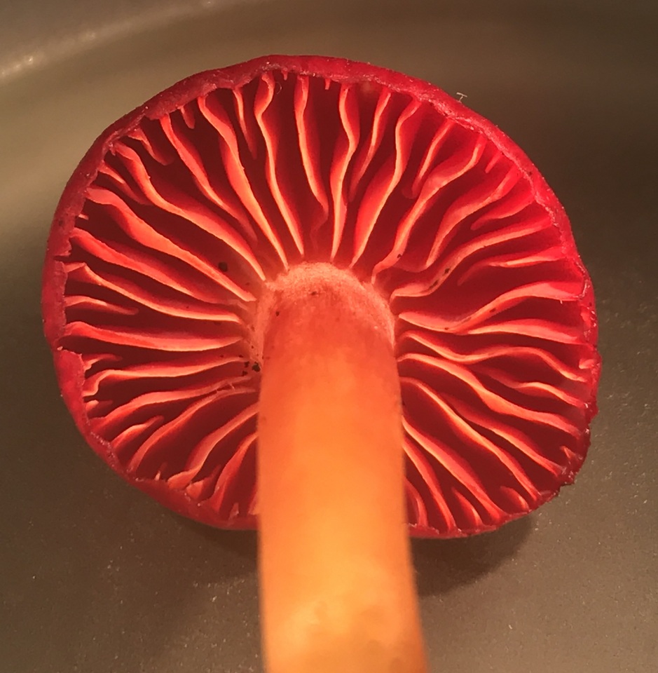 Hygrocybe occidentalis var. scarletina image