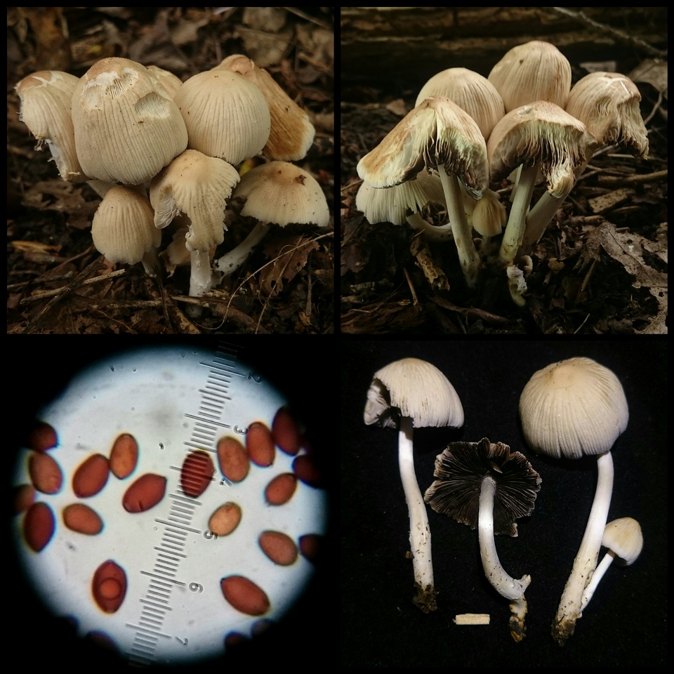 Coprinellus saccharinus image