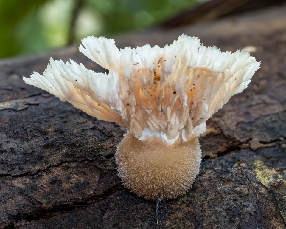 Cymatoderma dendriticum image